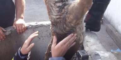В Днепре спасатели достали упавшую в люк собаку