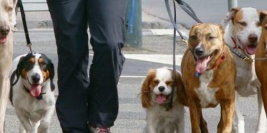 Жители Днепра просят запретить аттракционы и выгул собак