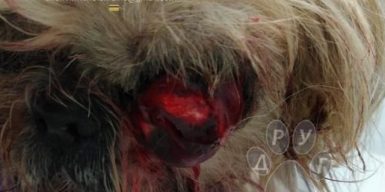 В Днепре спасают собаку, которая истекала кровью после ДТП: фото