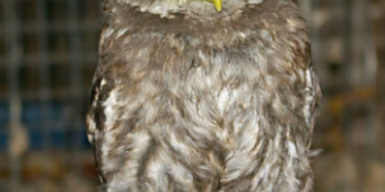 В днепровском офисе погибает краснокнижная сова: видео