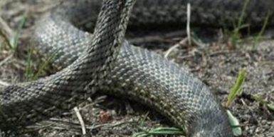 В Днепре активизировались агрессивные змеи: видео