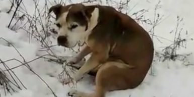 В Днепре хозяева вывезли старую породистую собаку на трассу и оставили умирать на снегу