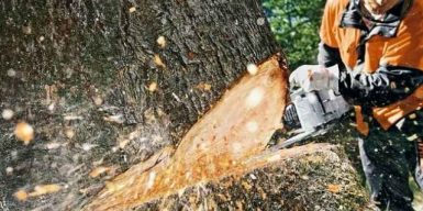 На Днепропетровщине посадили парня, который вырубил деревьев на 50 тысяч