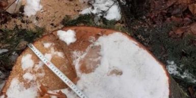 Екскерівник ДСНС організував незаконну порубку сотні дерев у заказнику «Чорний ліс»