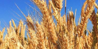 У світі зросли ціни на пшеницю після заяв Росії про зупинення зернової угоди