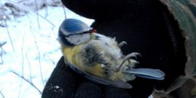 Как спасти замерзших птиц в Днепре