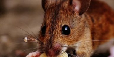 Преступление века: Апостол заявил, что зерно на 800 миллионов съели мыши