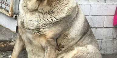 В Днепре спасают большую собаку-талисман: фото